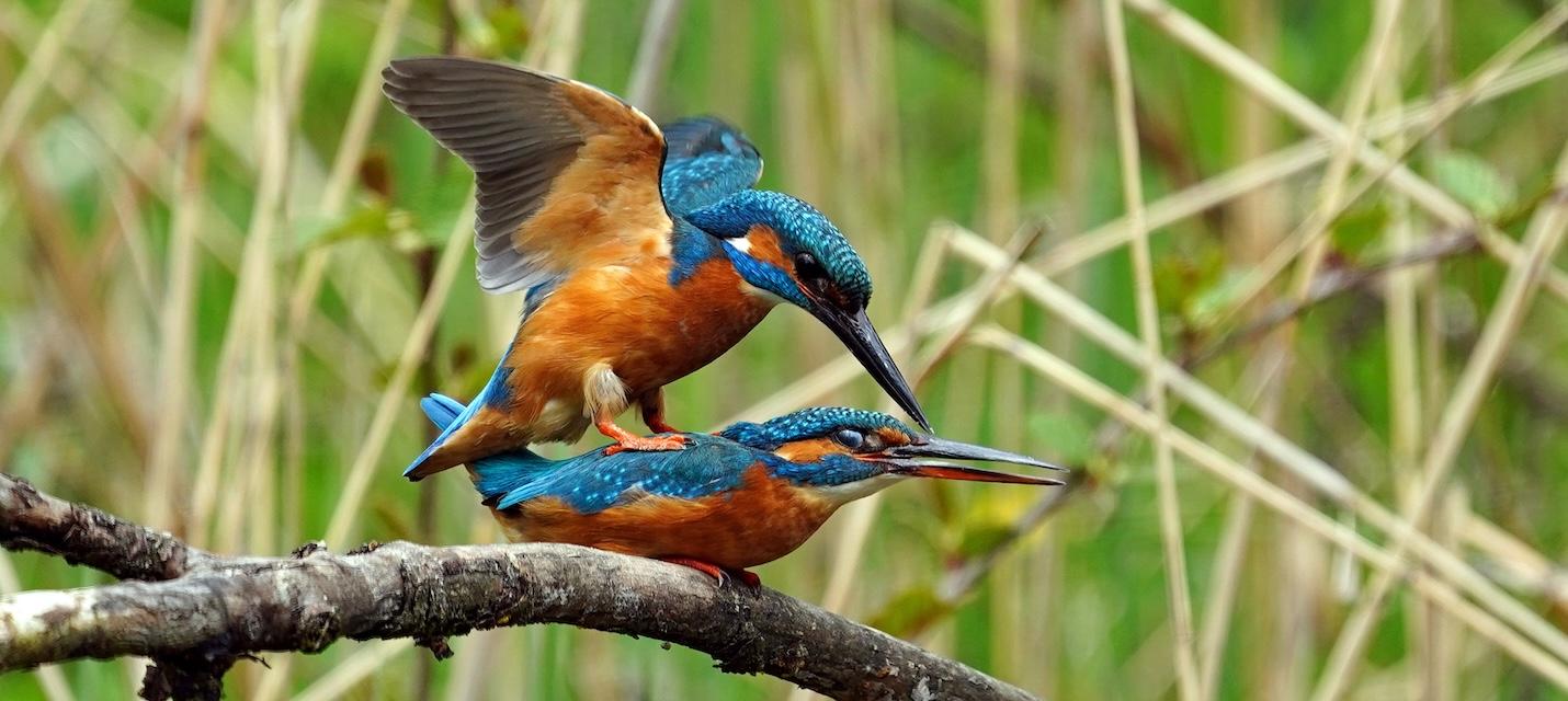 Eisvogelpaarung.