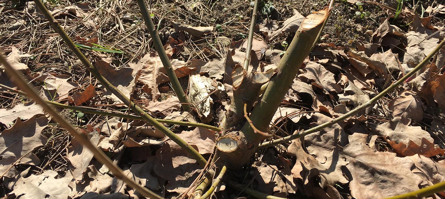 Frassspuren vom Biber