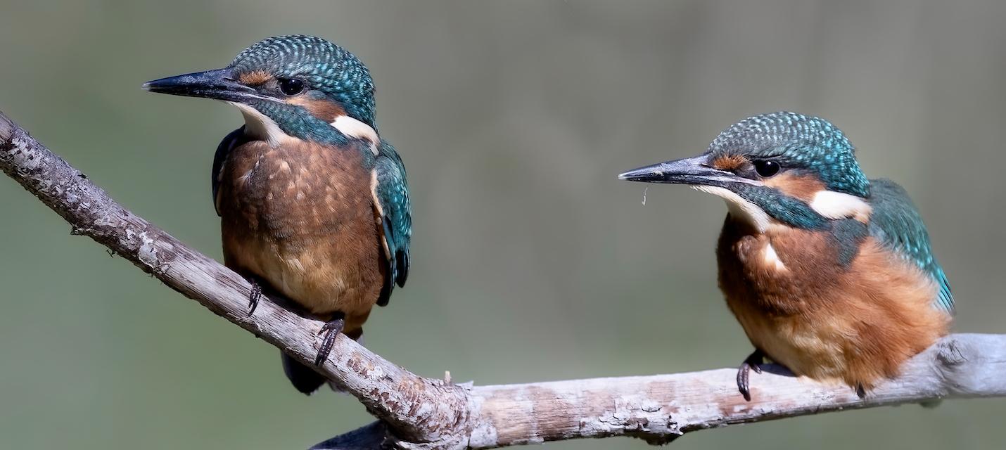 Zwei junge Eisvögel