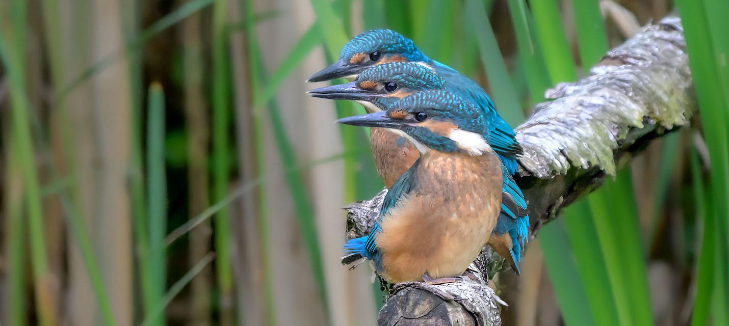 Drei junge Eisvögel