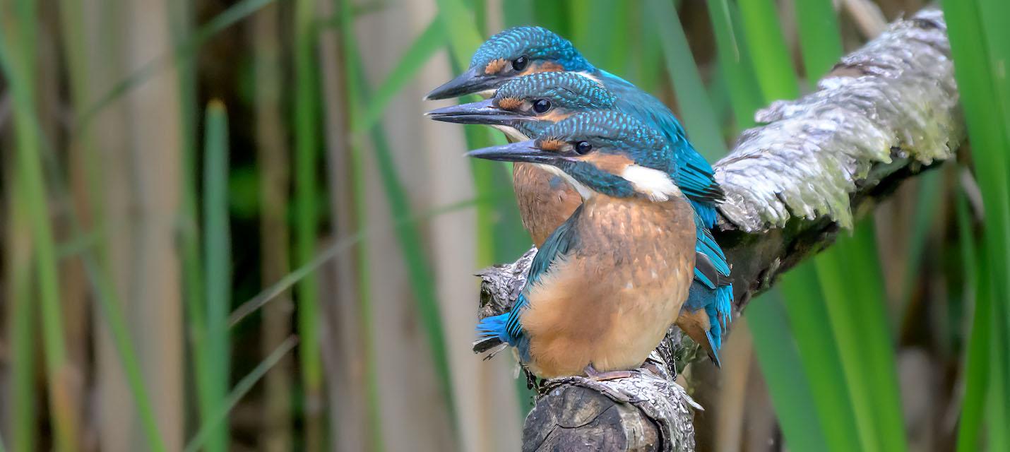 Drei junge Eisvögel