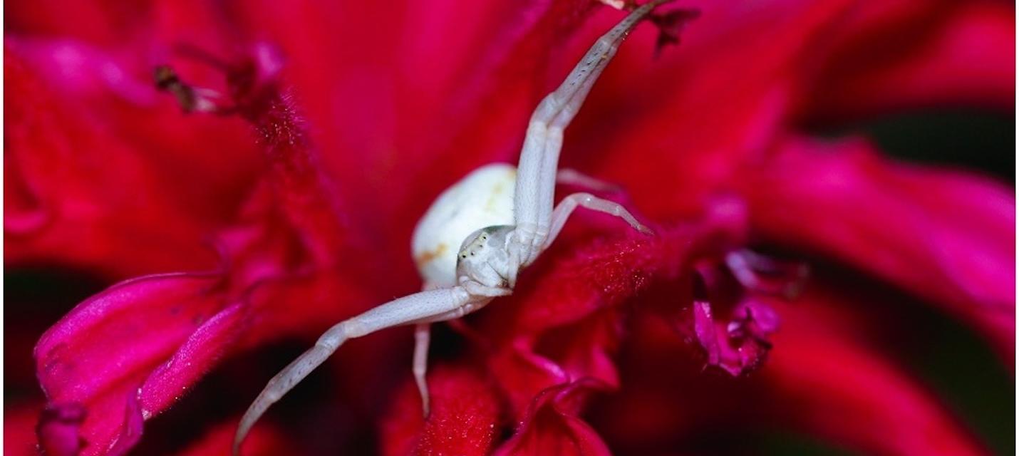 Veränderliche Krabbenspinne
