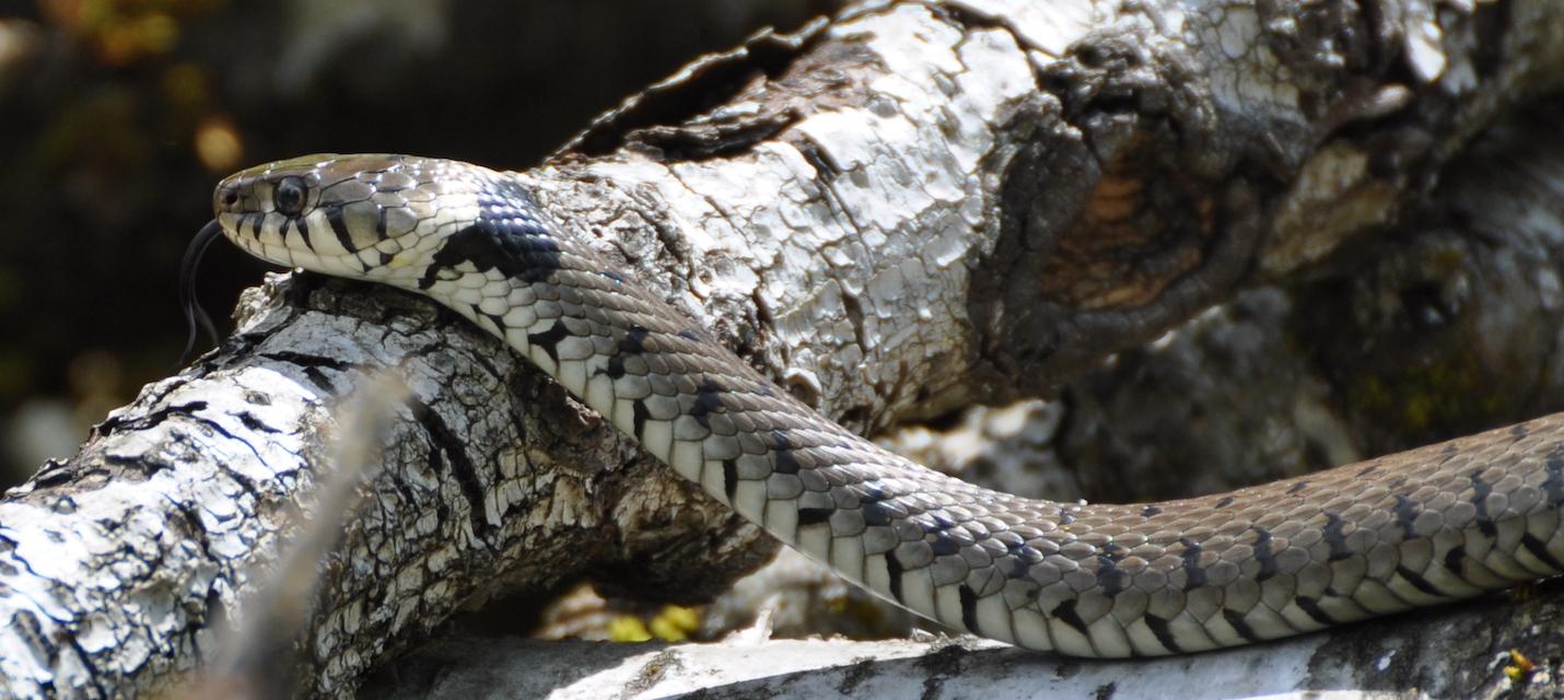 Züngelnde Ringelnatter auf Ästen