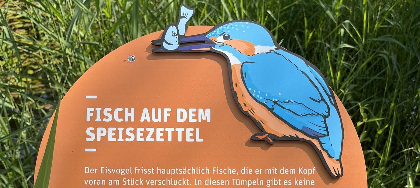 Sonderausstellung Eisvogel