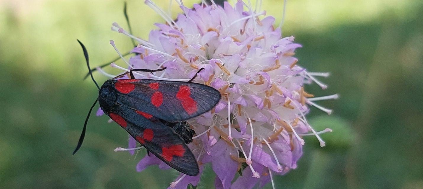Sechsfleck-Widderchen auf einer Skabiosenblüte