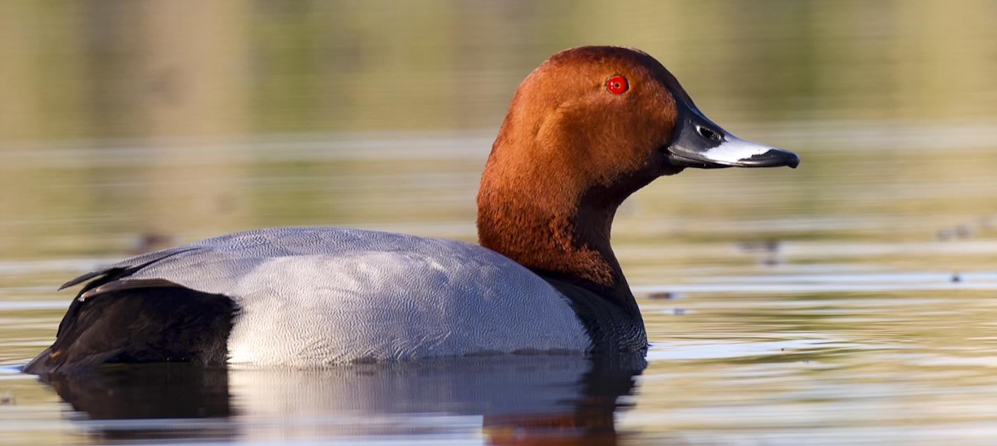Common pochard