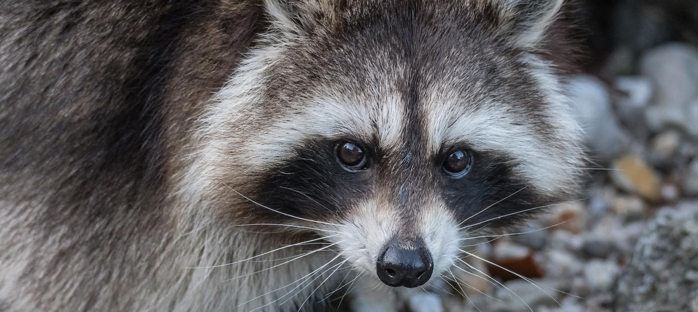 Waschbär