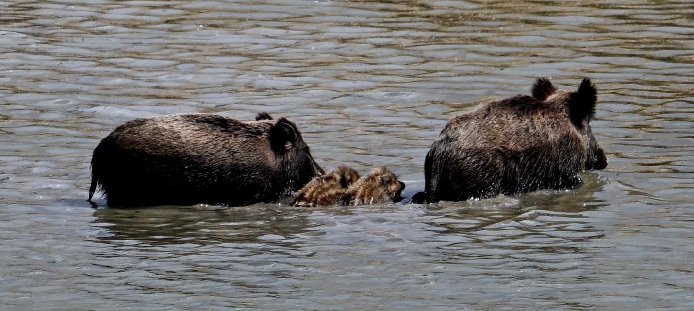 Wildschweine mit Frischlingen im Wasser