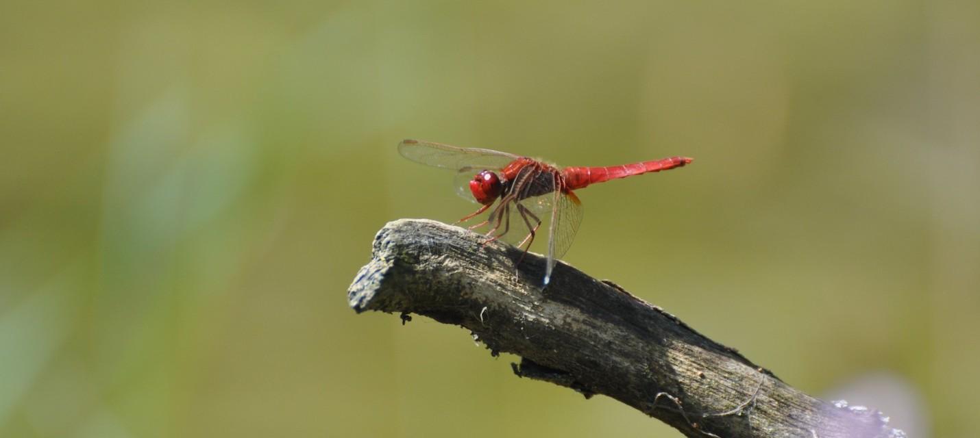 Feuerlibelle ruhend