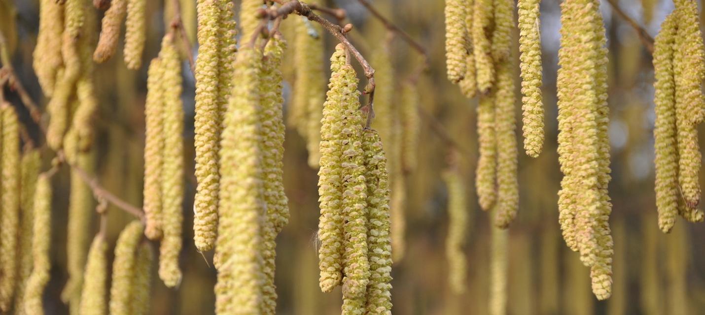 blühender Haselstrauch