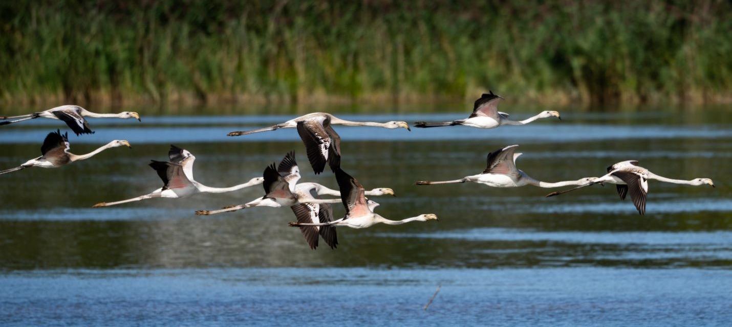 Rosaflamingos im Flug