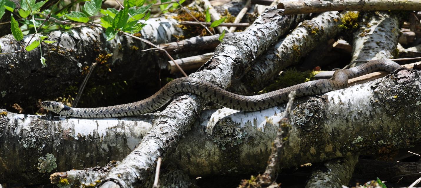 Ringelnatter auf Ästen.