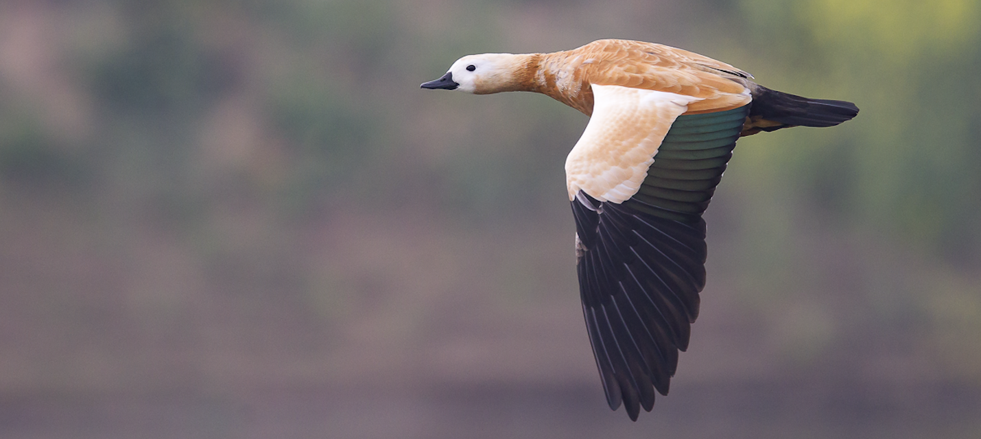 Rostgans im Flug