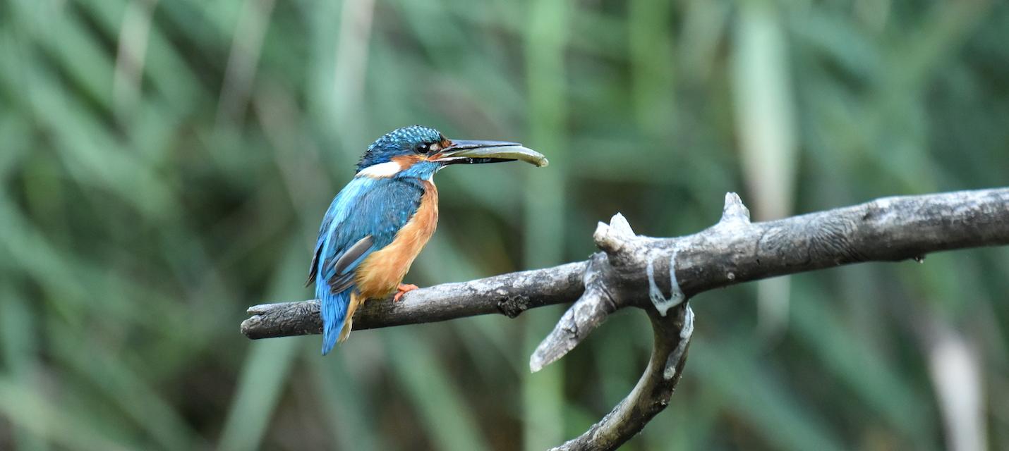 Eisvogel mit Fisch im Schnabel