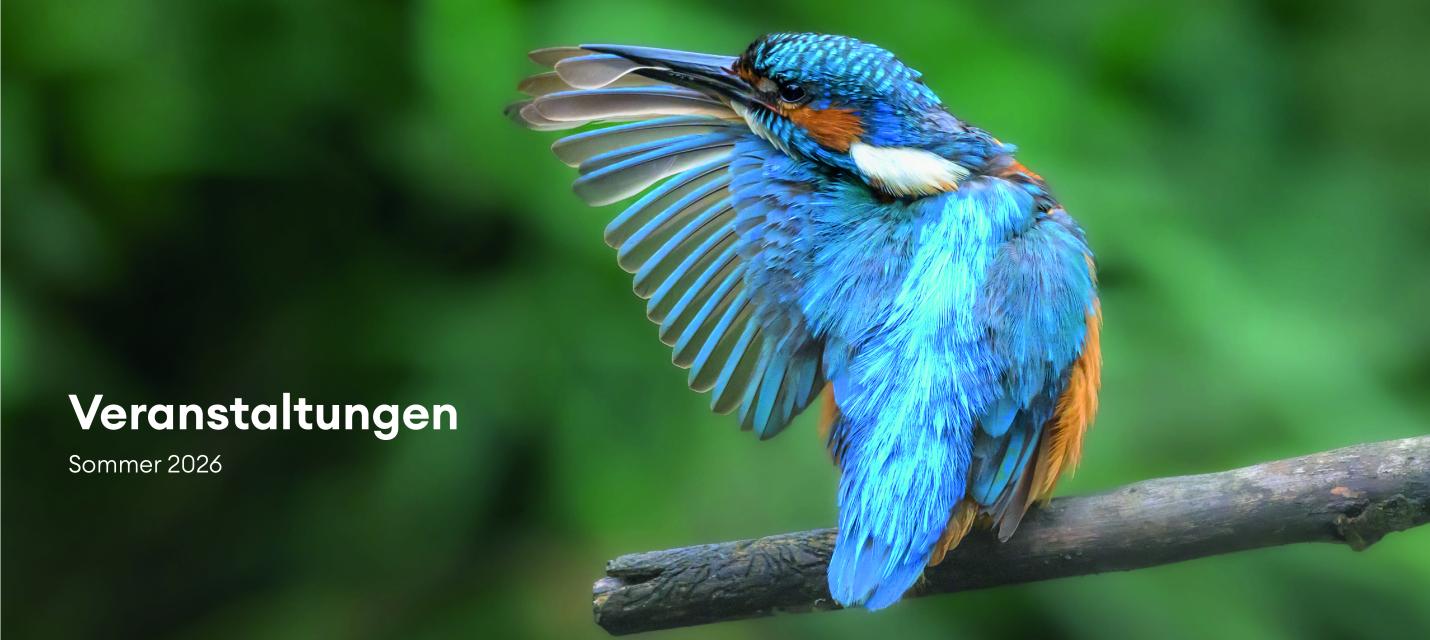 Sommerprogramm 2026