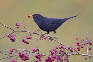 Amsel, Männchen. Foto: Beni Herzog