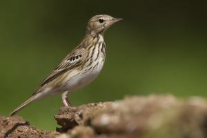 Baumpieper