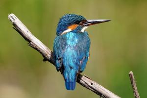 Eisvogel, Weibchen. Foto: Jean-Pierre Bachmann
