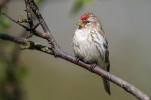Alpenbirkenzeisig, Weibchen. Foto: Michael Gerber