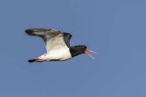 Austernfischer im Flug. Foto: Michael Gerber