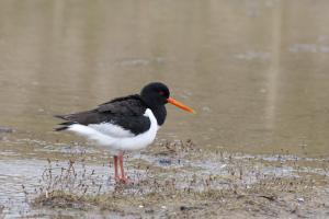 Austernfischer. Foto: Michael Gerber