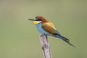 Bienenfresser. Foto: Michael Gerber