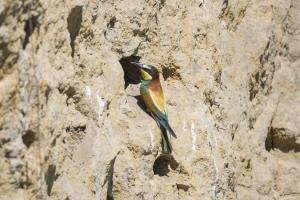 Bienenfresser an Brutröhre. Foto: Michael Gerber