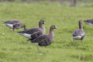 Gruppe von Blässgänsen. Foto: Michael Gerber