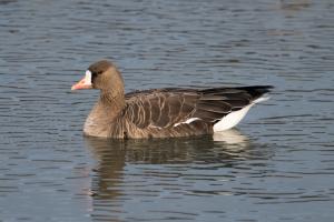 Blässgans. Foto: Michael Gysel