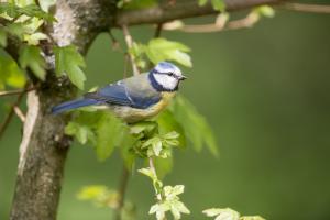 Blaumeise. Foto: Michael Gerber