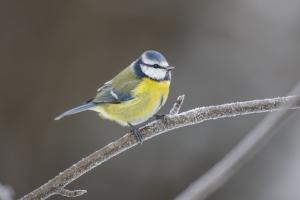 Blaumeise. Foto: Michael Gerber