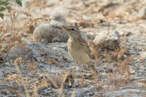 Brachpiper. Foto: Michael Gerber