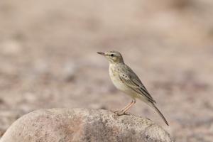 Brachpiper. Foto: Michael Gerber