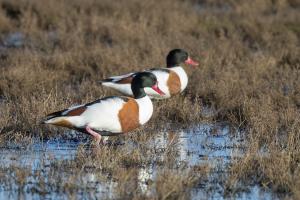 Brandgänse. Foto: Beat Rüegger