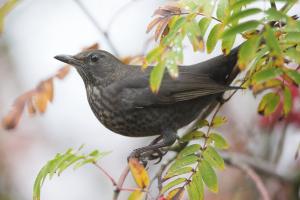 Amsel, Weibchen. Foto: Beat Rüegger