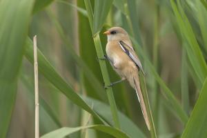 Bartmeise, Weibchen, Foto: Beat Rüegger