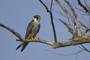 Baumfalke, sitzend. Foto: Beat Rüegger