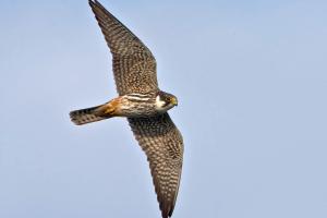 Baumfalke im Flug. Foto: Beni Herzog