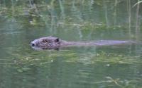 Biber im grossen Teich. Foto: Petra Zajec