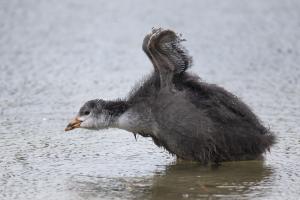 Blässhuhn, Jungvogel, Foto: Beat Rüegger
