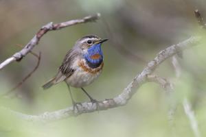 Rotsterniges Blaukehlchen. Foto: Beat Rüegger