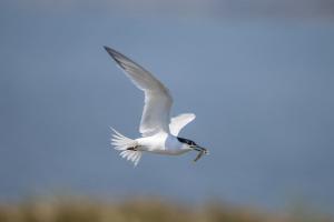 Brandseeschwalbe im Flug. Foto: Michael Gerber