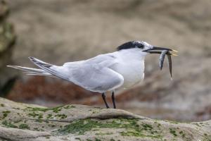 Brandseeschwalbe im Schlichtkleid. Foto: Michael Gerber