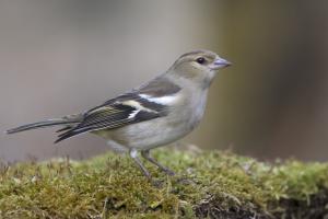 Buchfinken-Weibchen. Foto: Beat Rüegger