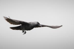 Dohle im Flug. Foto: Bear Rüegger