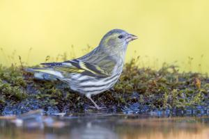 Erlenzeisig, Weibchen. Foto: Beat Rüegger