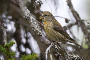 Fichtenkreuzschnabel, Weibchen. Foto: Beat Rüegger