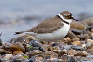 Flussregenpfeifer, Altvogel. Foto: Beni Herzog