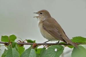 Gartengrasmücke. Foto: Beni Herzog