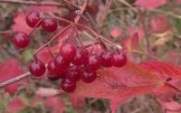 Rote Blätter des Gewöhnlichen Schneeballs. Foto: Jérome Stäheli